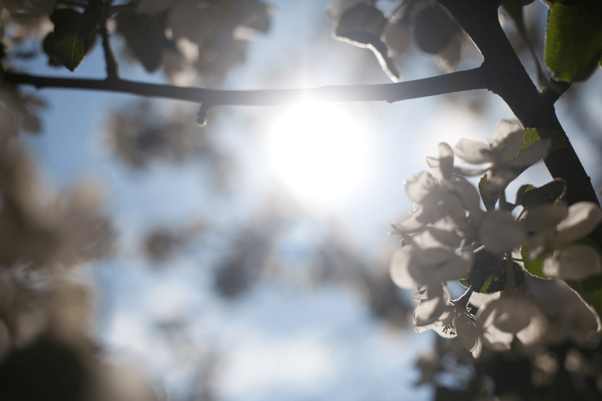 Imagine of the sun shining through an apple tree
